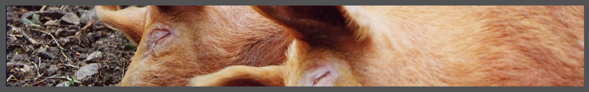 Tutela degli animali